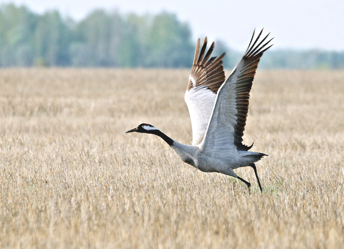 На взлете - Михаил Белоусов На взлете - Михаил Белоусов
