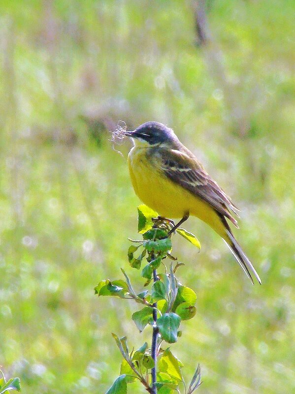 желтая трясогузка - gawrilа - dan