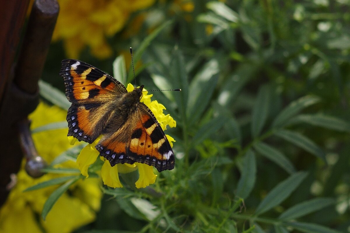 Бабочка - Сергей Швечков Бабочка - Сергей Швечков