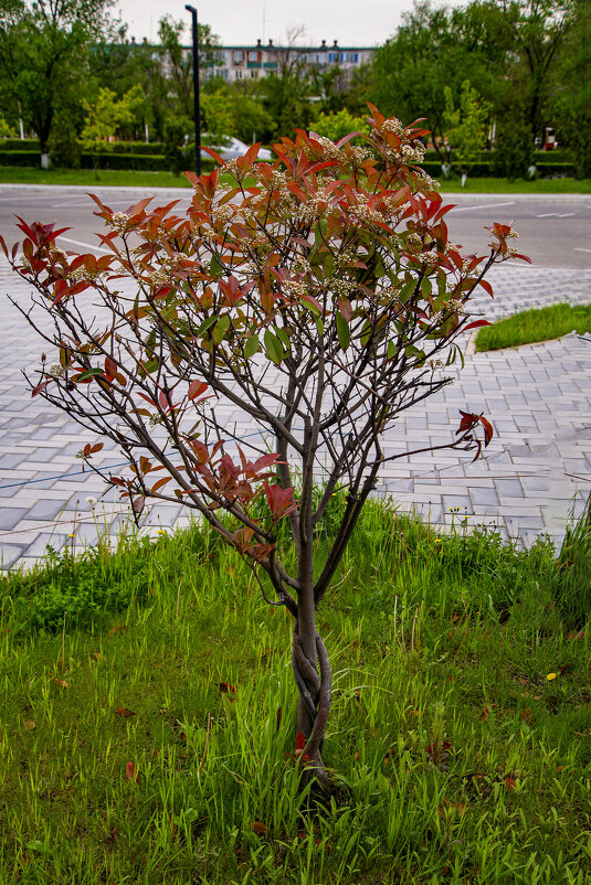 Деревце - Анатолий Чикчирный