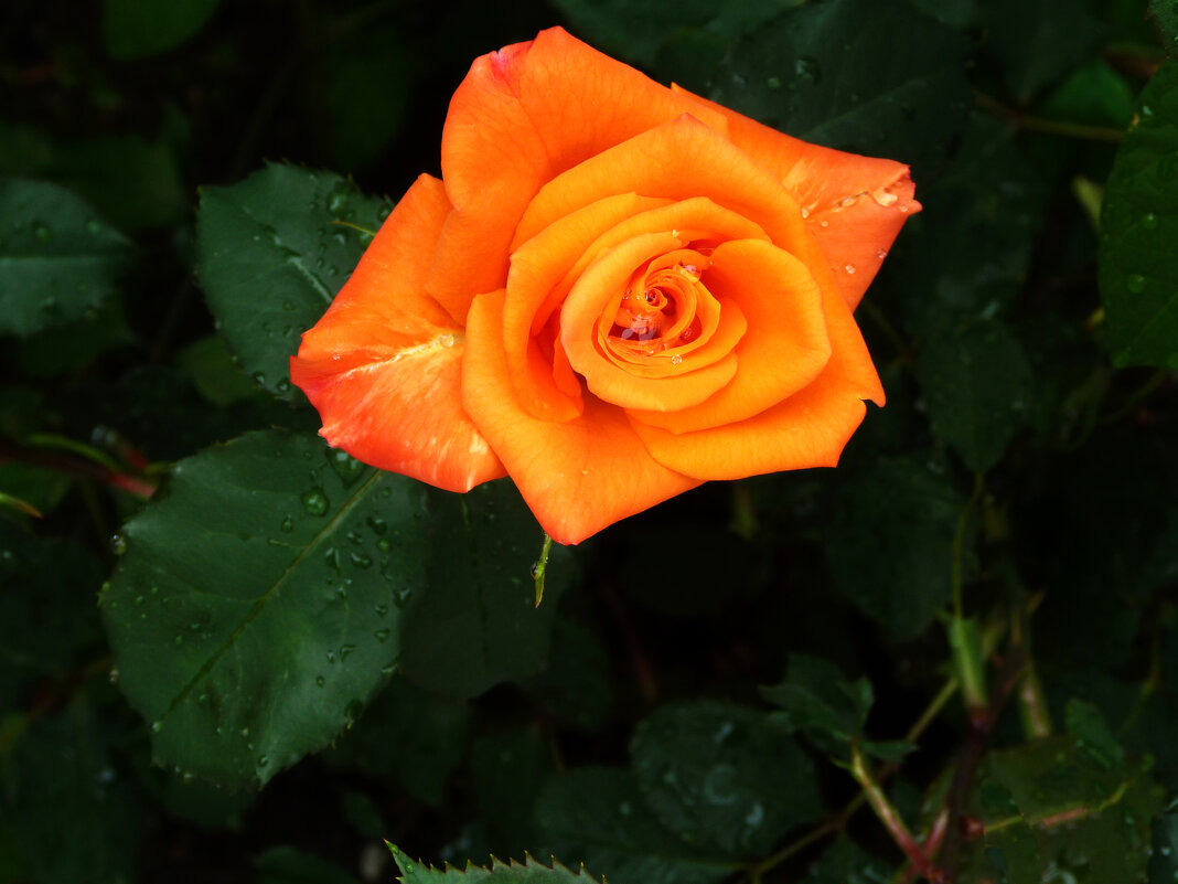 Флорибунда - Валентин Семчишин