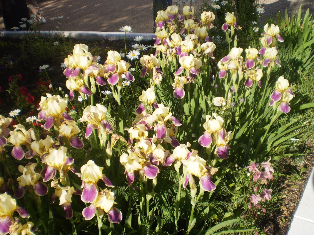 Май. - Венера Чуйкова Май. - Венера Чуйкова