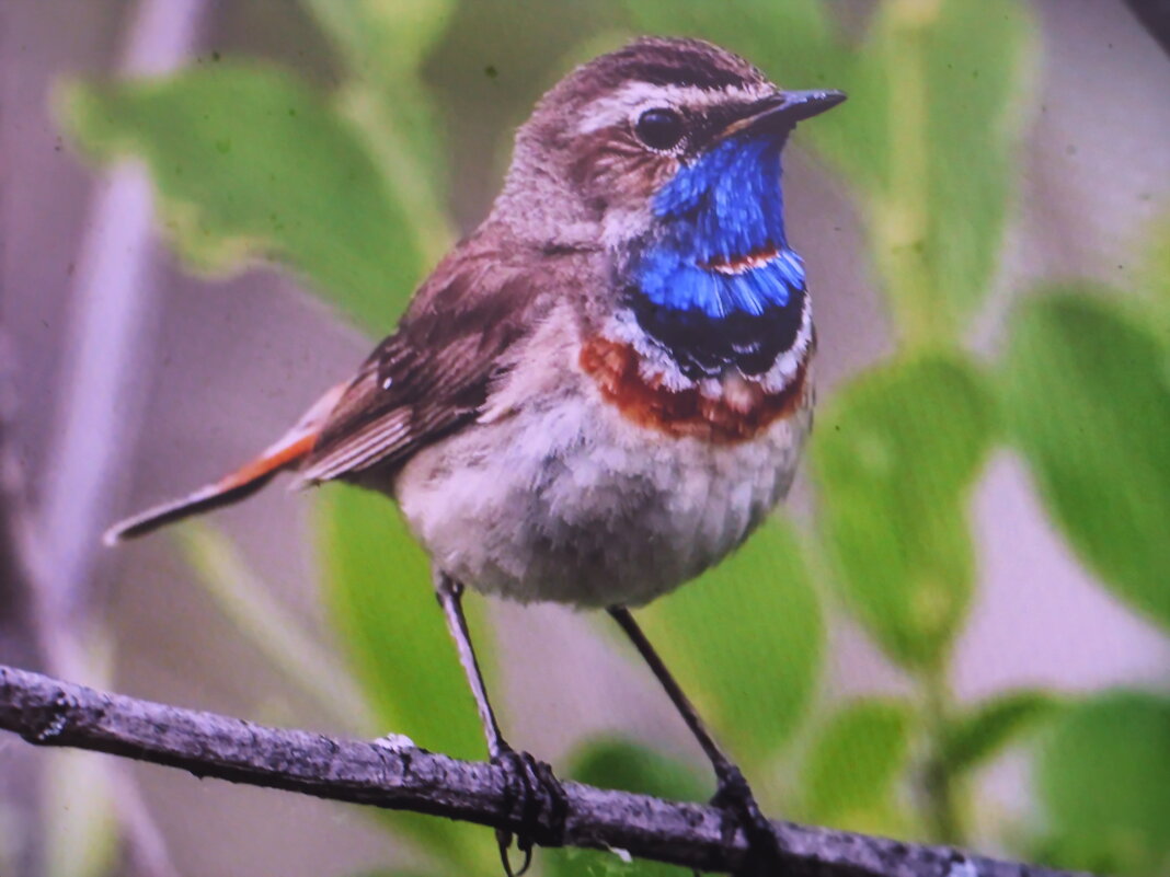 Варакушка - Людмила Смородинская