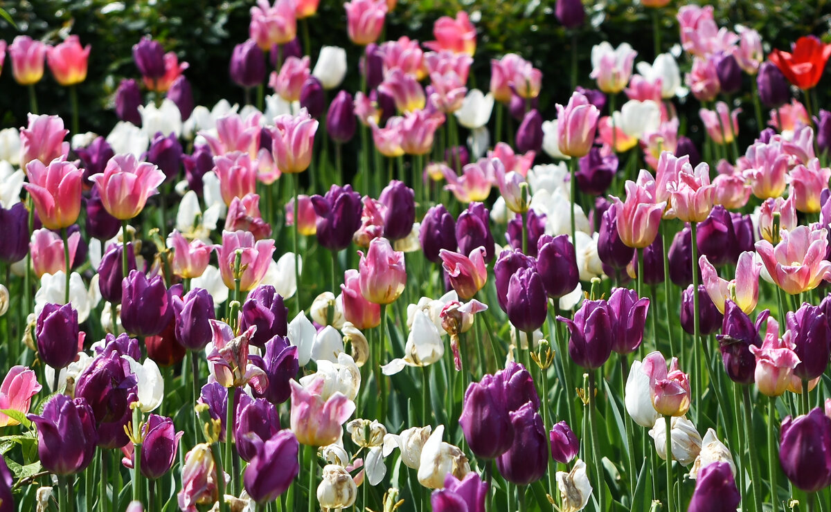 Москва. Парк Царицыно. - Наташа ***** Москва. Парк Царицыно. - Наташа *****