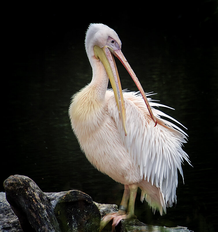 Прихорашивется - Андроник Александр 