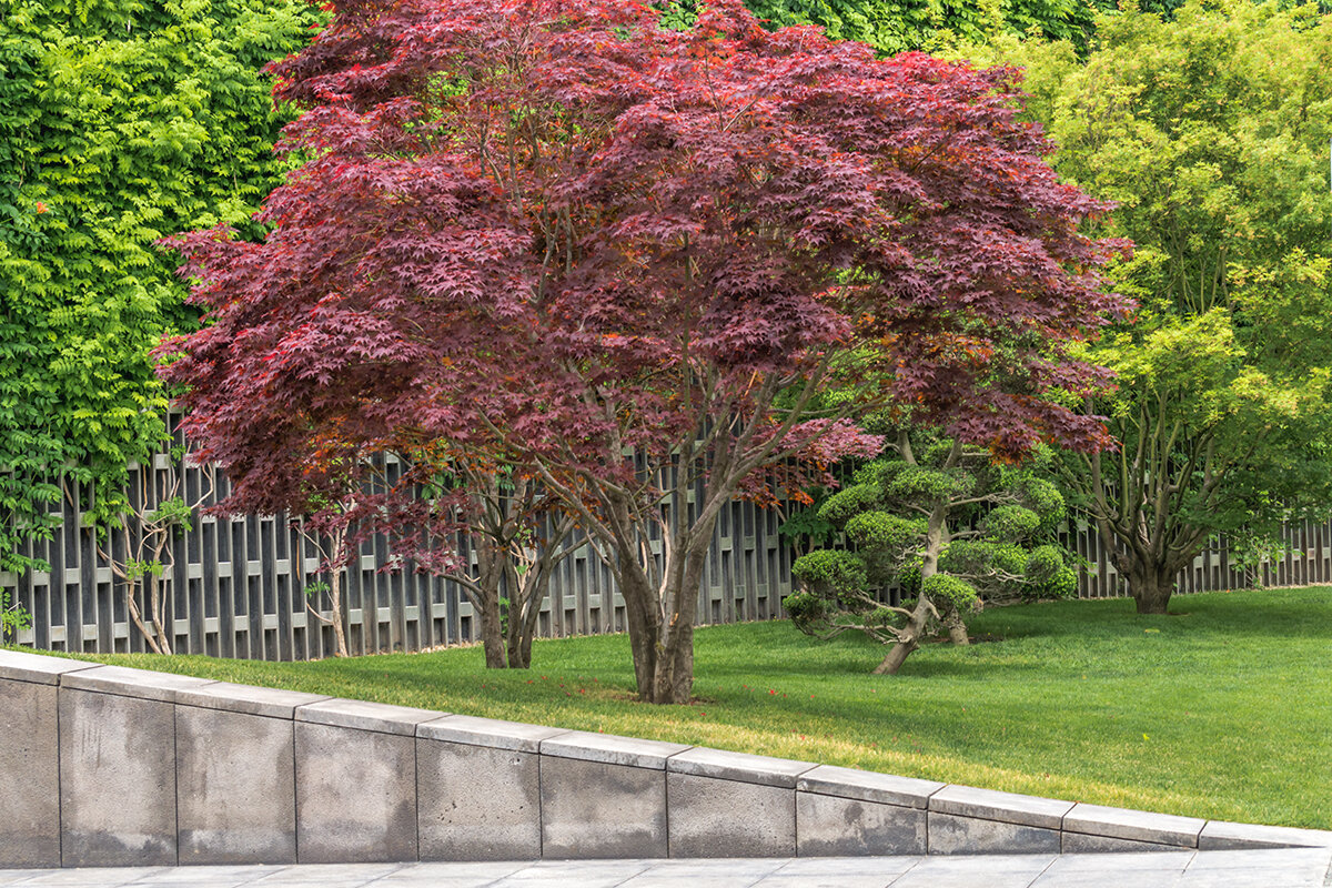 Клён дланевидный в парке Галицкого - Игорь Сикорский Клён дланевидный в парке Галицкого - Игорь Сикорский