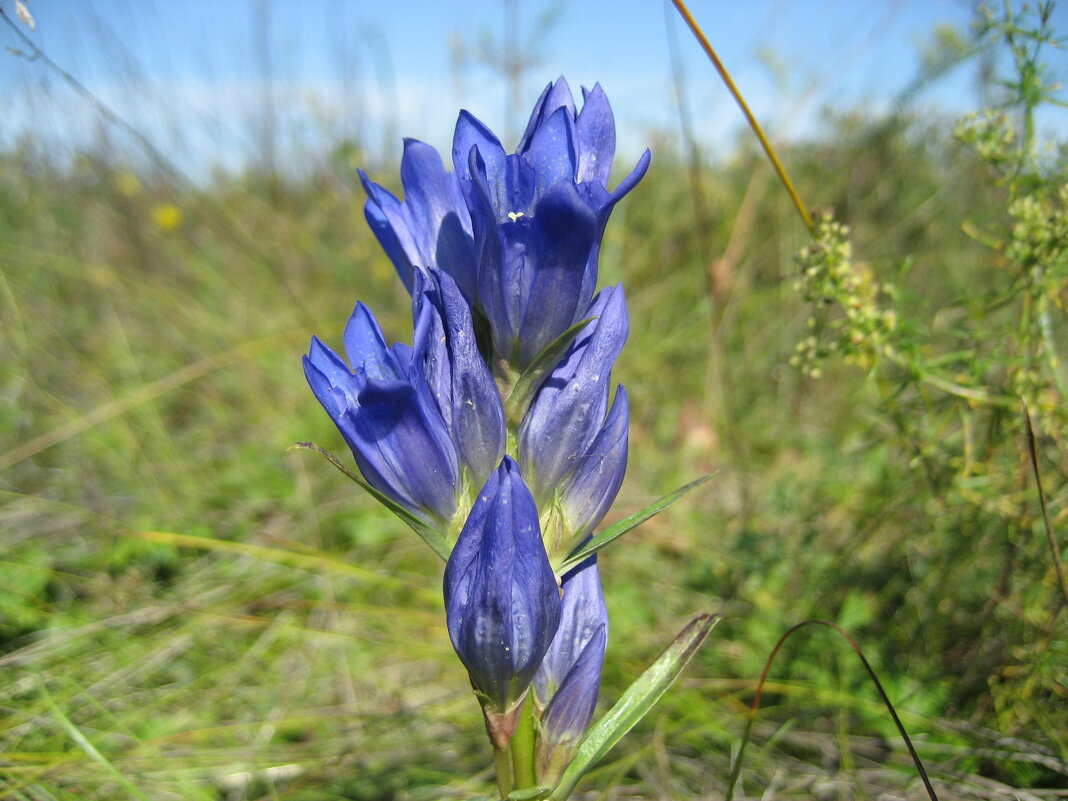 Горечавка - Anna Ivanova