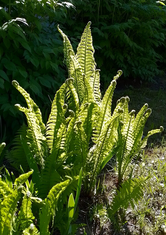 *** - Валентина Береснева