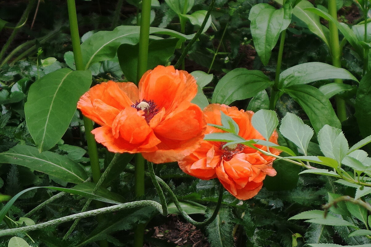 Мак - Рита Симонова