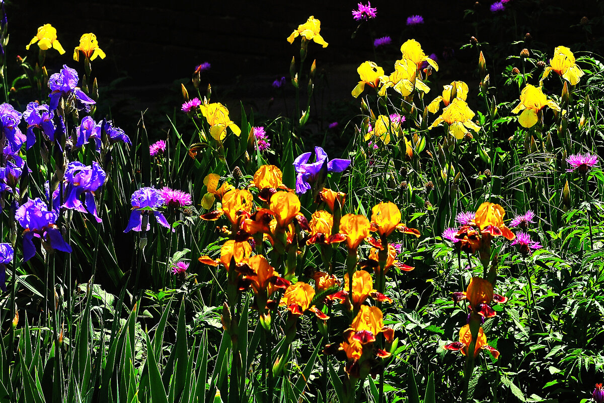 Пляшут ирисы - Юрий Гайворонскiий