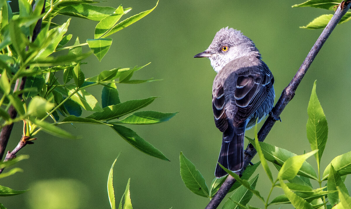 Ястребиная славка - Владимир Безбородов Ястребиная славка - Владимир Безбородов