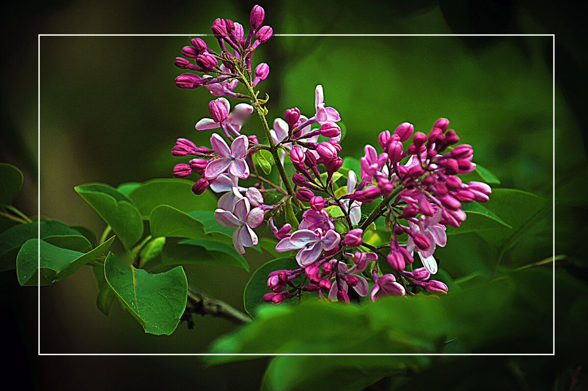 Цветущая сирень - Владимир Кроливец