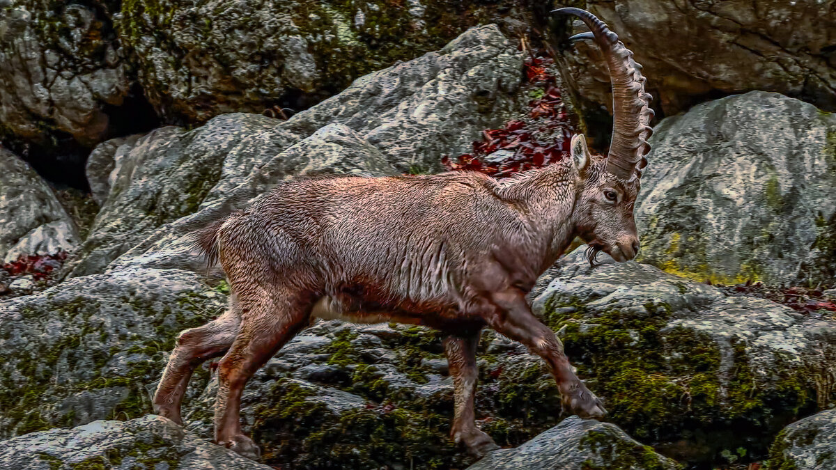 Альпийский горный козёл Ибекс - Aleksey Afonin