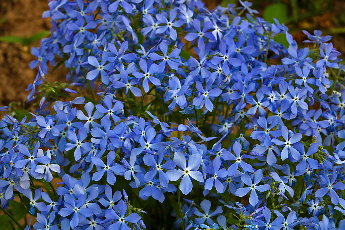 Голубой коврик - Светлана 
