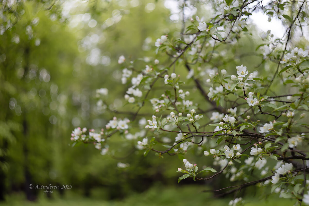 Цветущие ветви - Александр Синдерёв