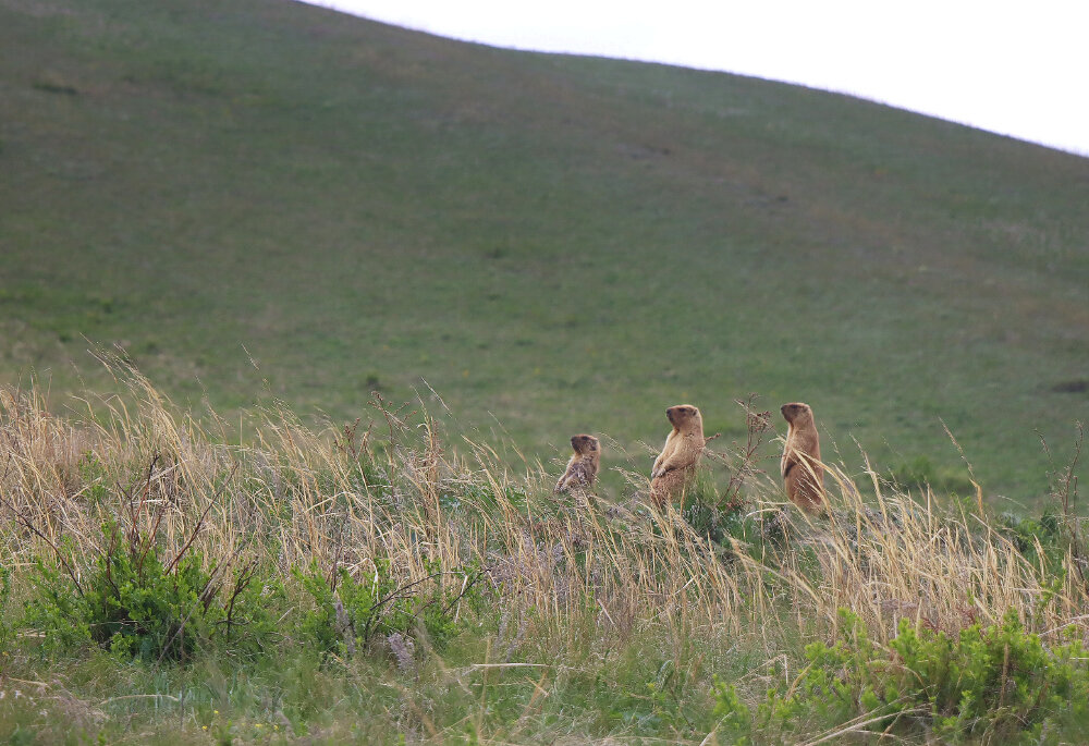 Хозяева степей - Галина Ильясова Хозяева степей - Галина Ильясова