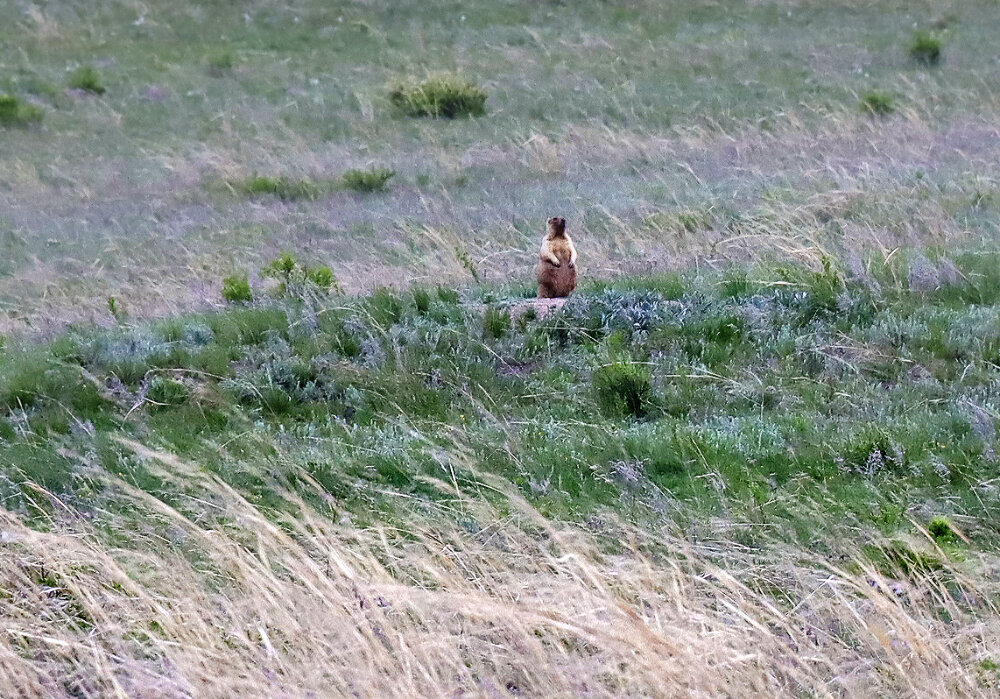 Хозяева степей - Галина Ильясова