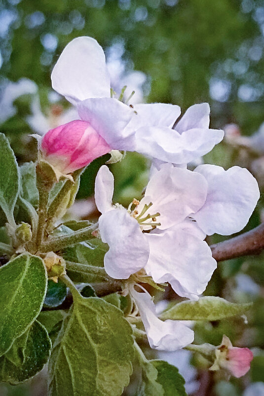 Мои любимые яблоньки цветут! - Светлана Кузнецова
