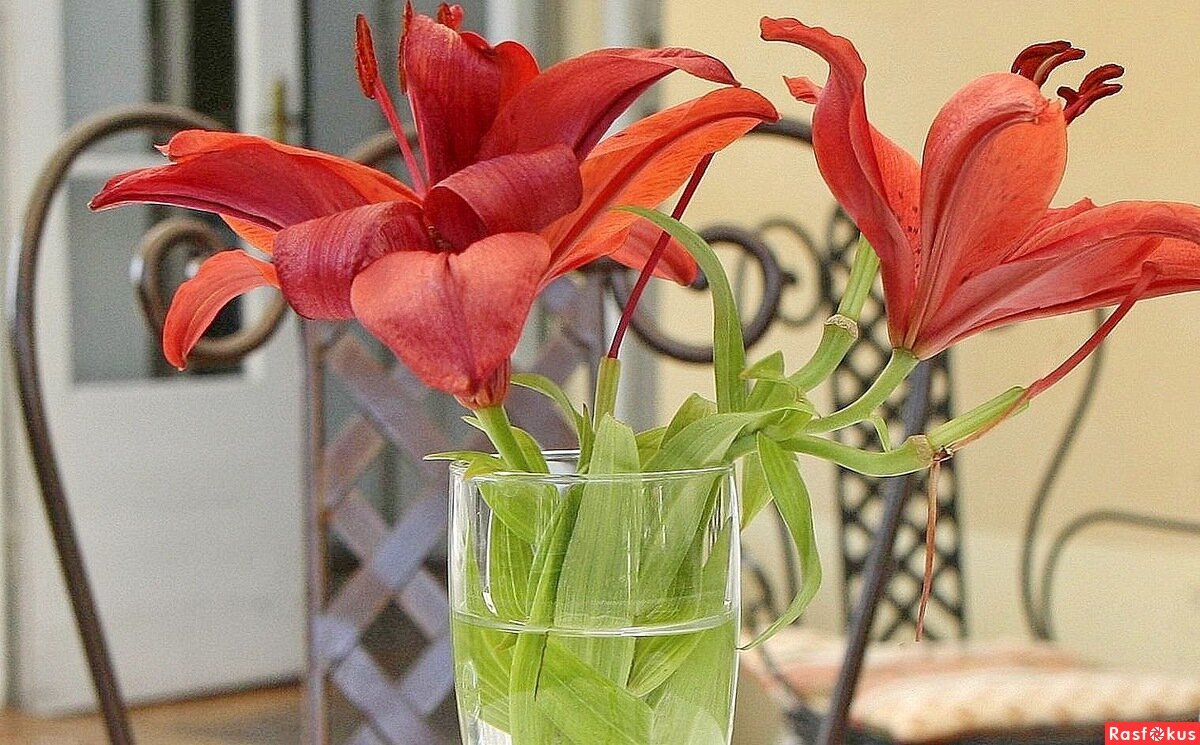 Лилии - ZNatasha -