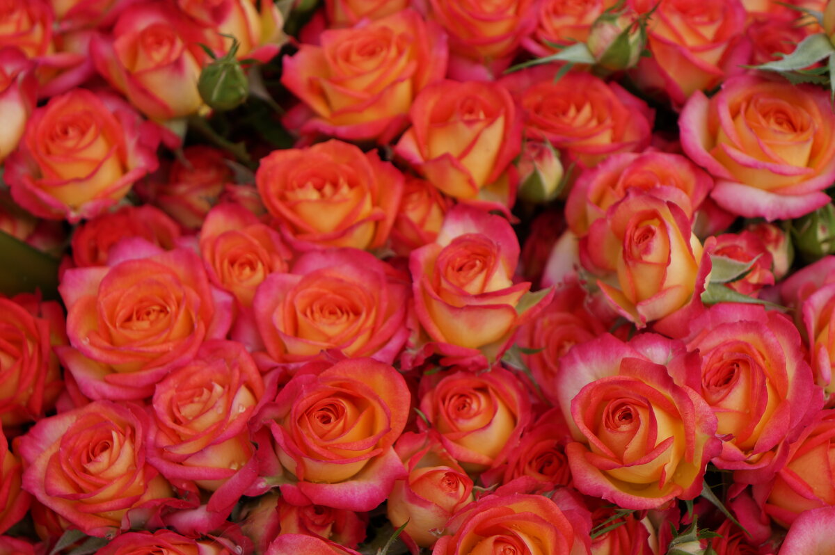 * * * - Алёна Савина