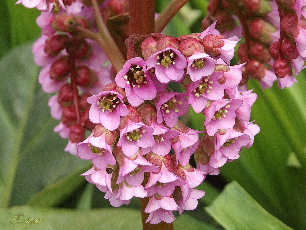 Утренние колокольчики - Freddy 97