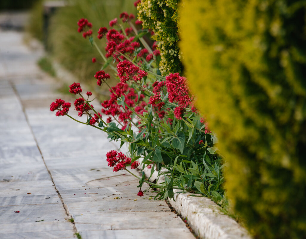 Крым. Гурзуф. Май 2025 - Вячеслав Владимирович