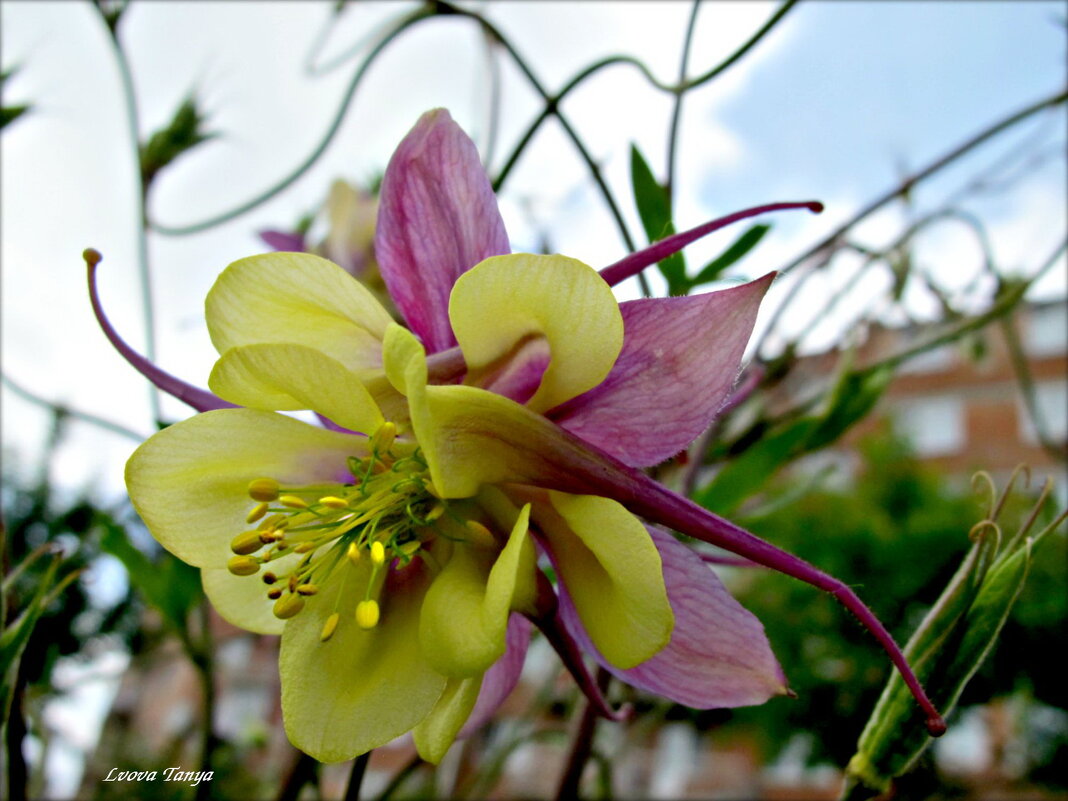 Аквилегия в мае - Татьяна Львова