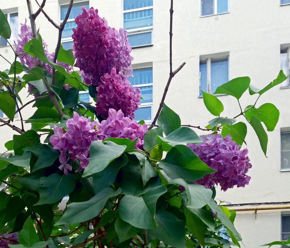 Сирень у дома - Galina Solovova