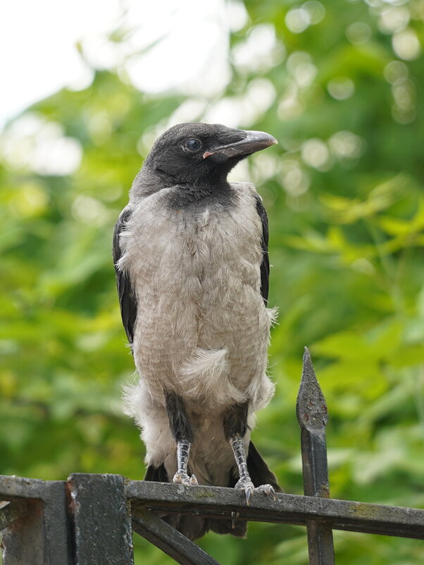 воронёнок - Вячеслав Козлов