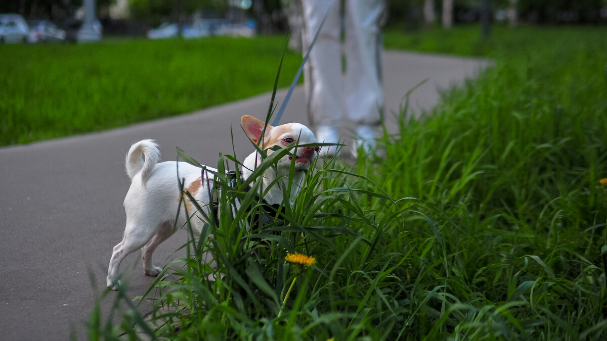 Травоядный - юрий поляков