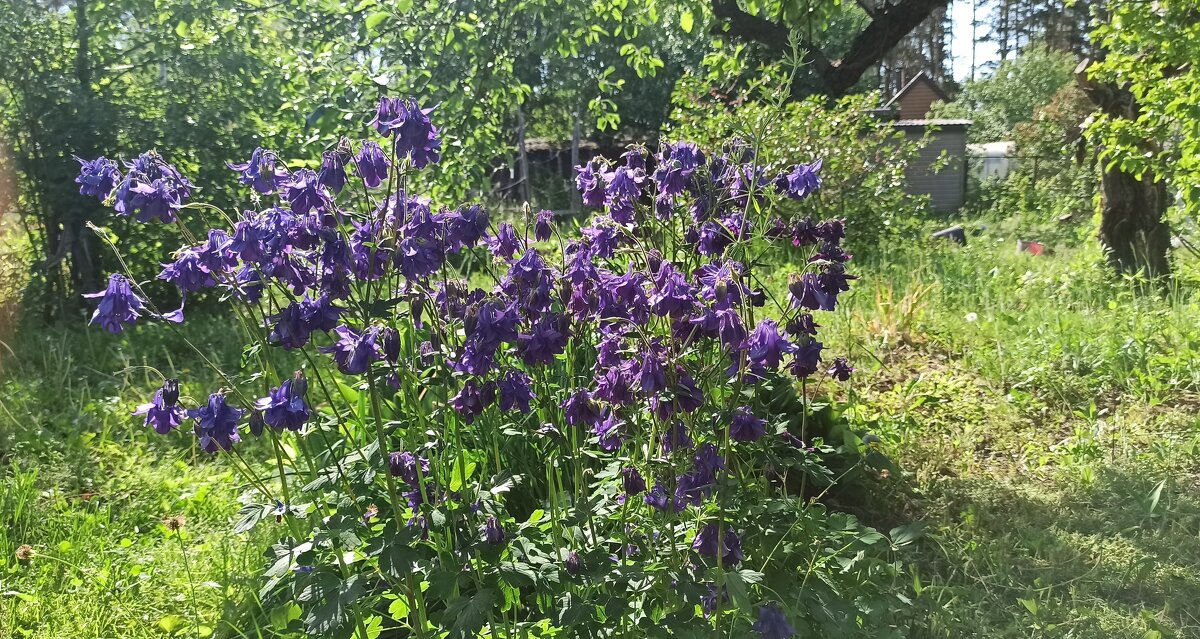 Лютики-цветочки - Gen Vel