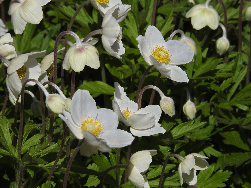 весна - ИННА ПОРОХОВА