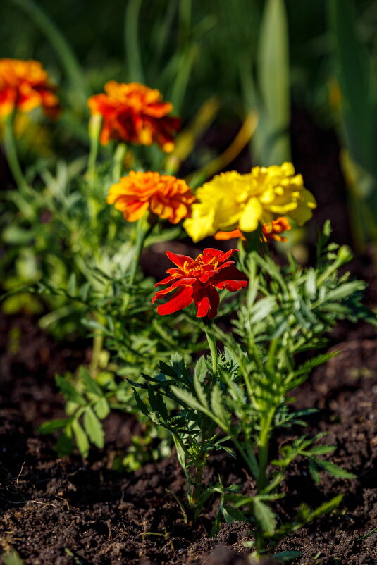 Весны прекрасные мгновения - Serega  