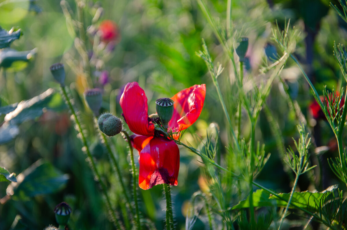 Мак отцветает - Владимир Лебедев