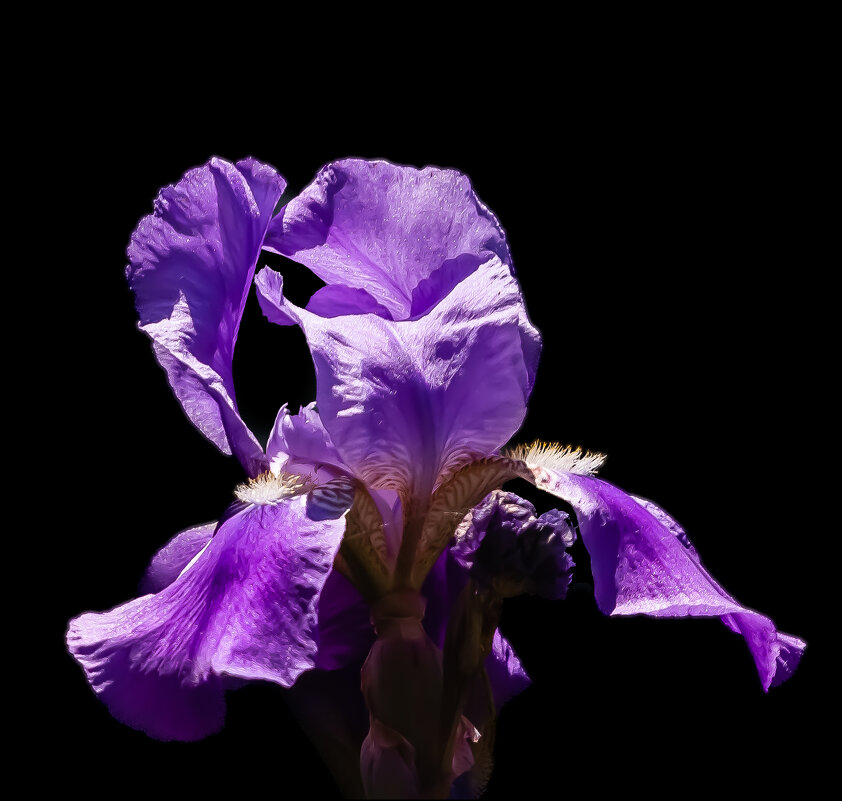 Ирис - Александр Тарноградский Ирис - Александр Тарноградский