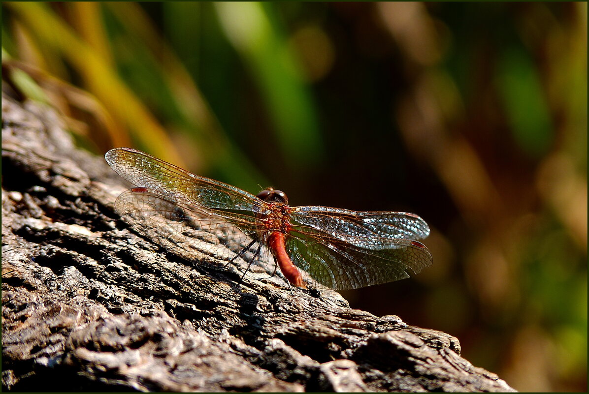 Лето на взлёте - Наталья Rosenwasser