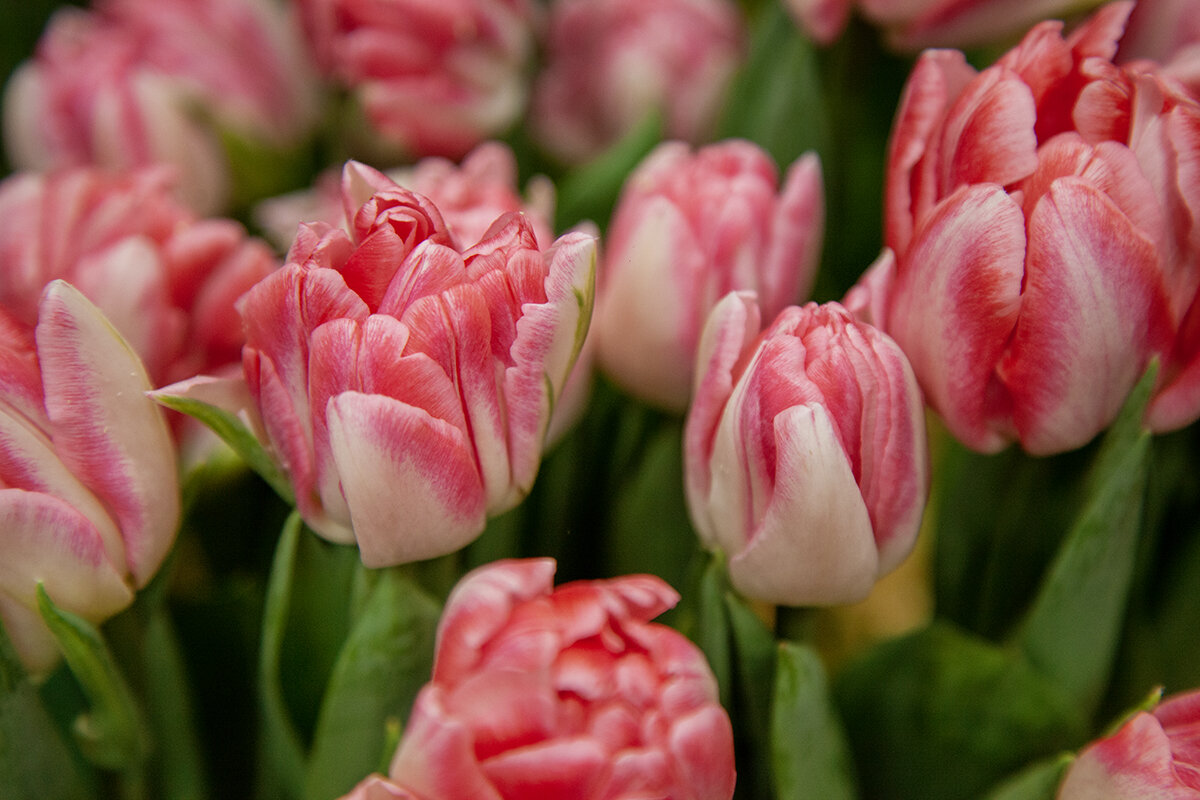 Тюльпаны. - Лилия * Тюльпаны. - Лилия *