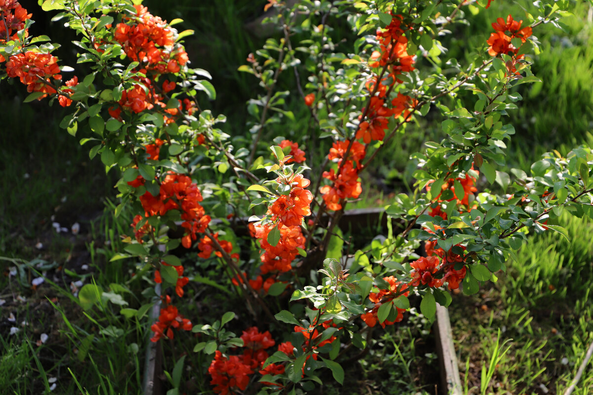 Айва - краснов юрий 