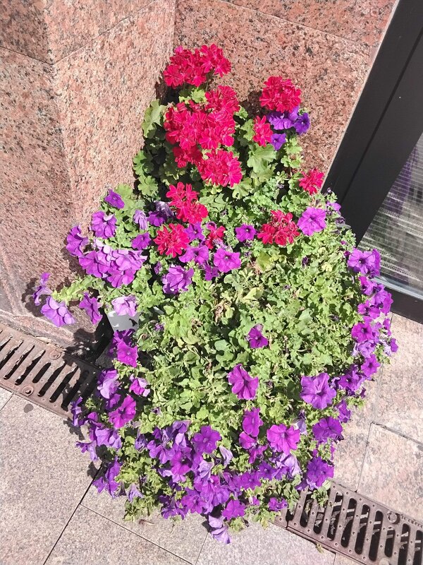 Цветы лета - Дмитрий Никитин