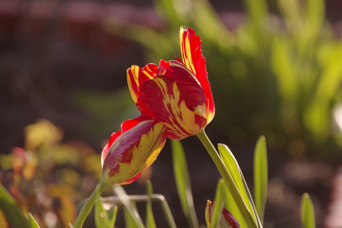 Нежные тюльпаны - Сергей Швечков Нежные тюльпаны - Сергей Швечков