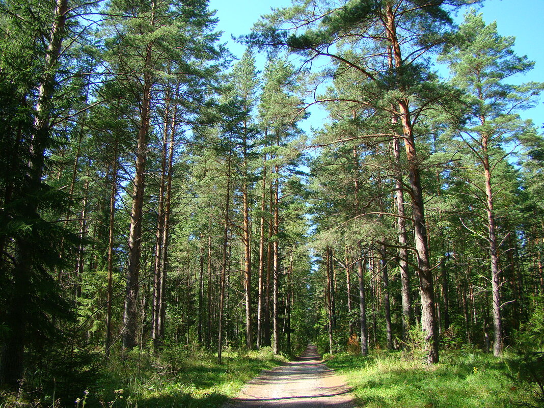 в лесу - linnud 