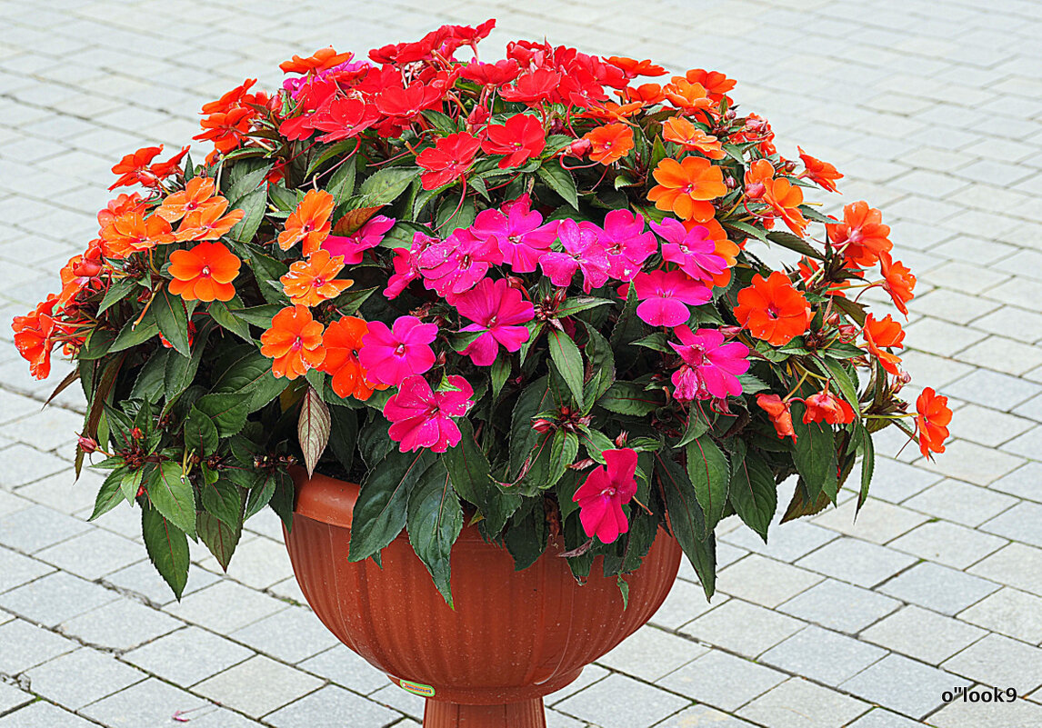 они на радость нам даны - Олег Лукьянов