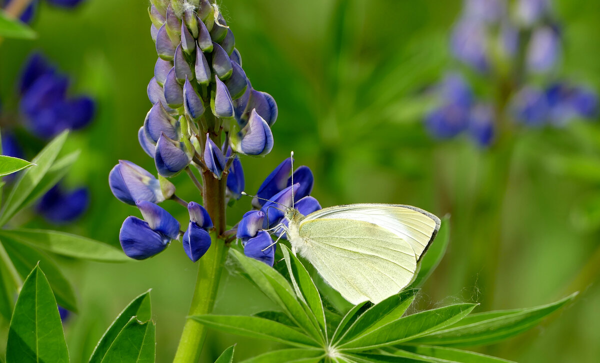 сегодня на цветущем люпине 1 - Александр Прокудин сегодня на цветущем люпине 1 - Александр Прокудин