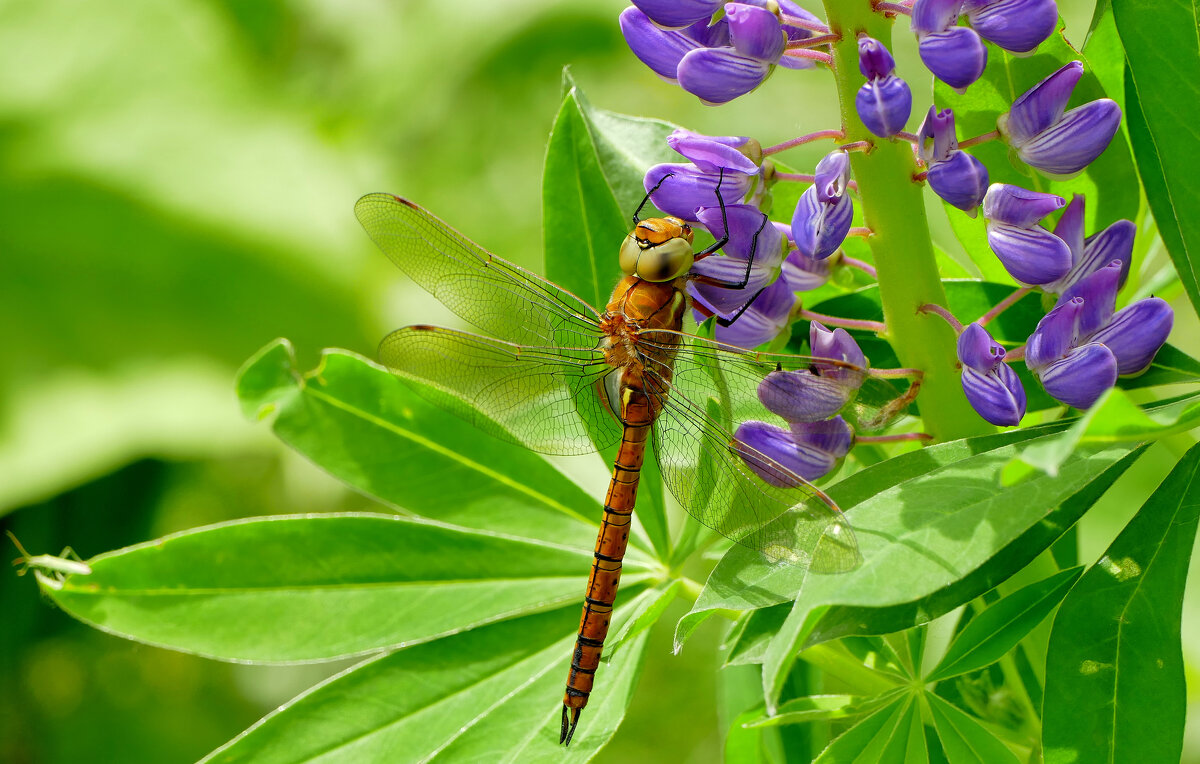 сегодня на цветущем люпине 4 - Александр Прокудин