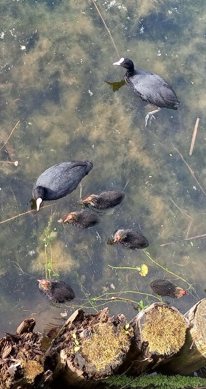 Лысухи - Сапсан 