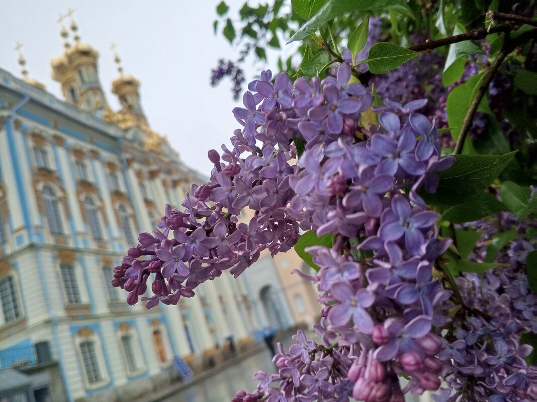 Сирень - Сапсан 