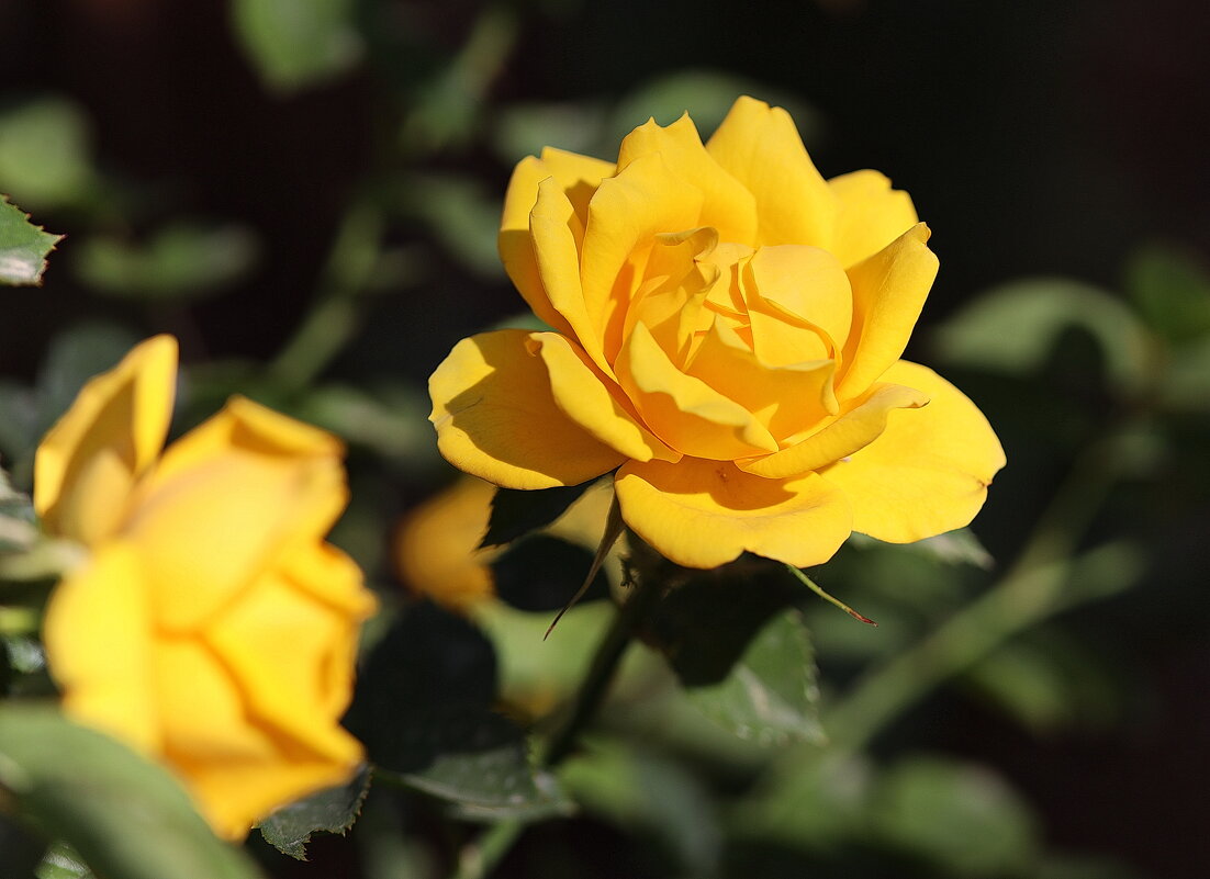 Желтая роза. - Оля Богданович Желтая роза. - Оля Богданович