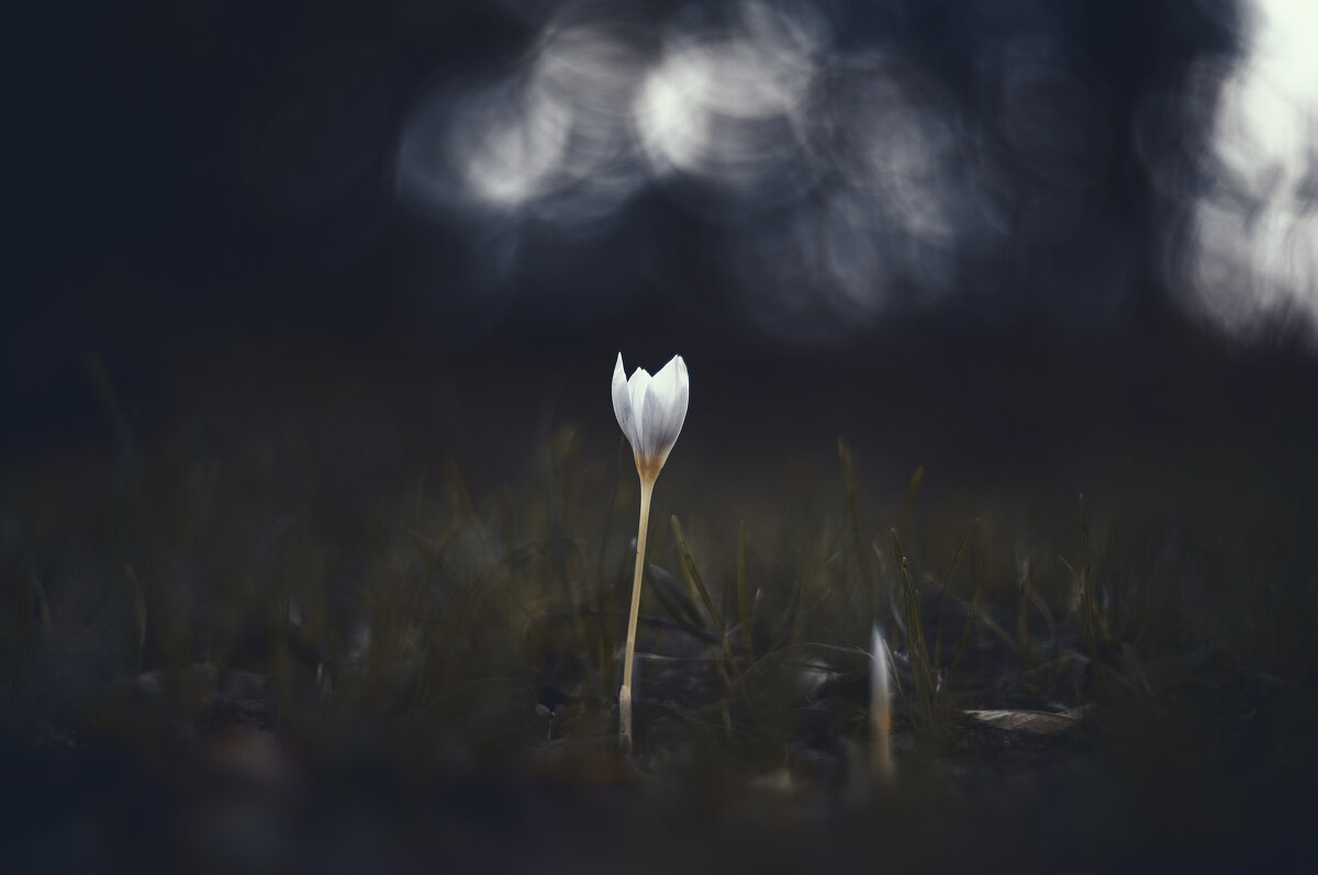 Осеннее таинство. - Анатолий Щербак Осеннее таинство. - Анатолий Щербак