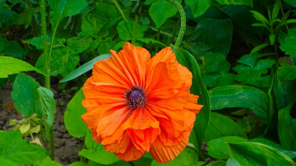 Мак на городской клумбе. - Милешкин Владимир Алексеевич Мак на городской клумбе. - Милешкин Владимир Алексеевич