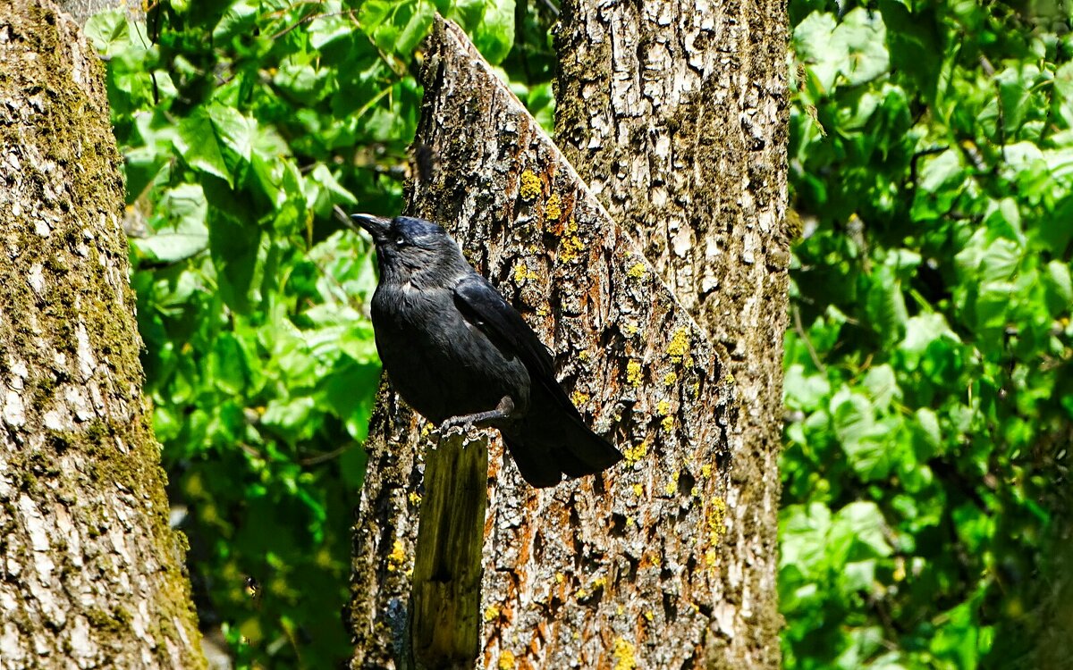 Галка "наблюдатель" - Милешкин Владимир Алексеевич Галка "наблюдатель" - Милешкин Владимир Алексеевич